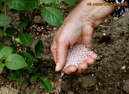 Уход за розами в сентябре - мы прекращаем вегетацию. 02