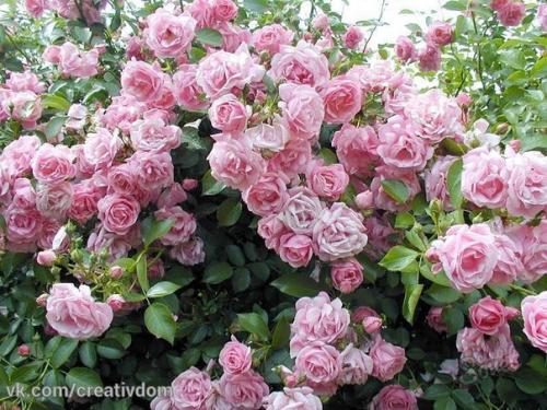 Уход за розами осенью. 01 Уход за розами осенью. 01