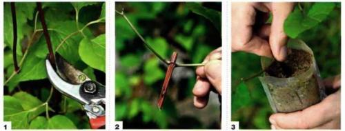Размножение клематисов.  Два способа вегетативного размножения клематисов существуют. 01
