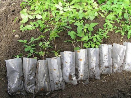 Размножение клематисов.  Два способа вегетативного размножения клематисов существуют. 02