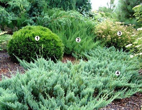 Смешанные посадки!   Фото 1. 03