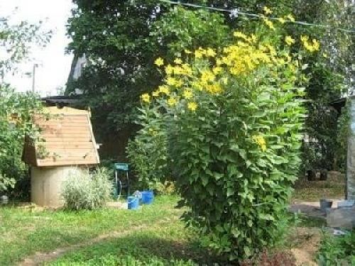 Лечебные свойства топинамбура. 03 Лечебные свойства топинамбура. 03