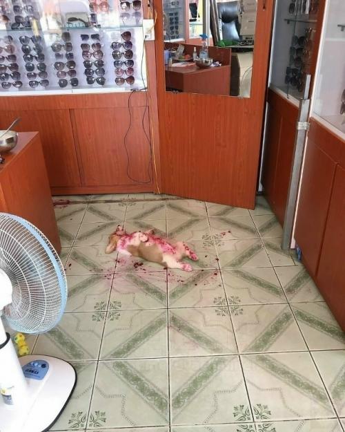 Только для крепких духом: в сети опубликовали жуткие видео с ужасным инцидентом - корги обнаружил фрукты в доме, съел их, измазался и уснул. 

