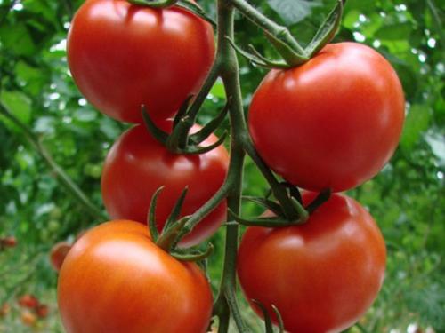 Подкормка помидоров дрожжами. 01 Подкормка помидоров дрожжами. 01