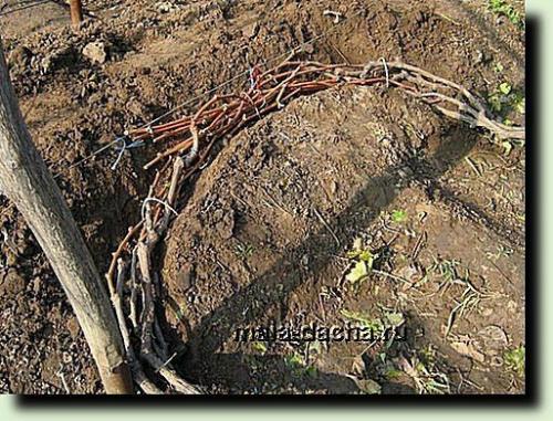 Когда и чем укрывать деревья и кустарники. 02 Когда и чем укрывать деревья и кустарники. 02