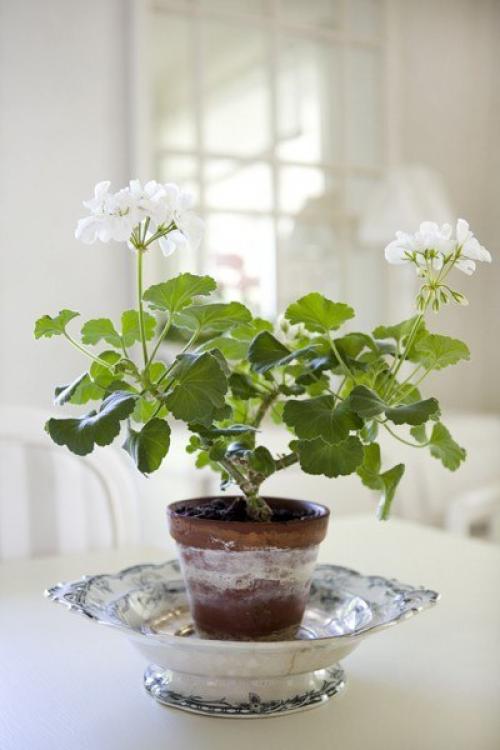 Как укоренить пеларгонию (герань? 03 Как укоренить пеларгонию (герань? 03