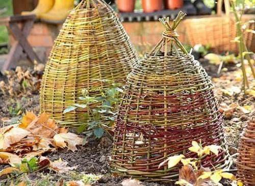 Когда и чем укрывать деревья и кустарники. 01 Когда и чем укрывать деревья и кустарники. 01