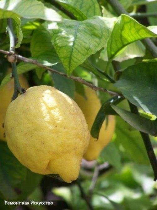 С чего начать выращивание лимона дома. 03