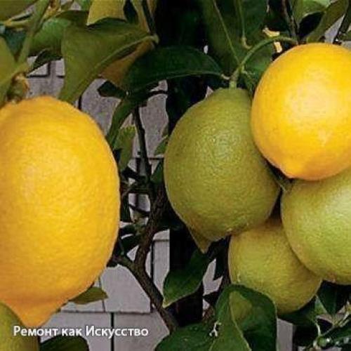 С чего начать выращивание лимона дома. 02