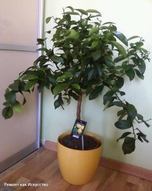 С чего начать выращивание лимона дома. 05