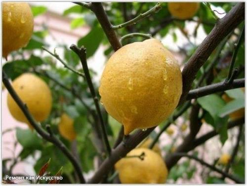 С чего начать выращивание лимона дома. 08