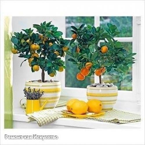 С чего начать выращивание лимона дома. 01