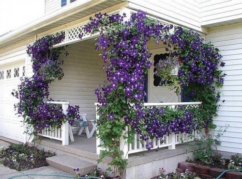 Вертикальное озеленение. Вертикальное озеленение - очень популярная техника в ландшафтном дизайне. 03 Вертикальное озеленение. Вертикальное озеленение - очень популярная техника в ландшафтном дизайне. 03