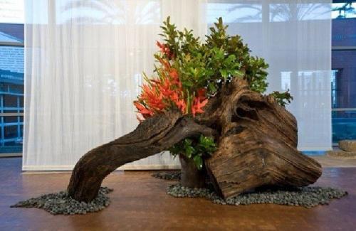 Рутарий с саду. 02 Рутарий с саду. 02