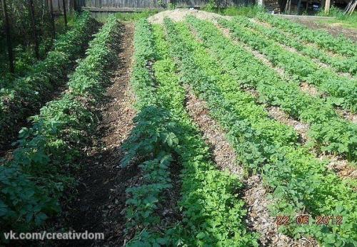 Картофель под Шубой? 02