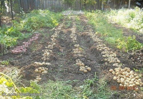 Картофель под Шубой? 03
