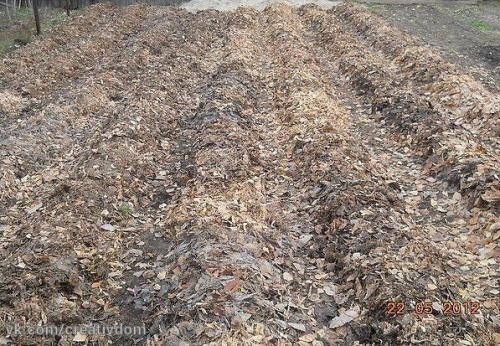 Картофель под Шубой? 01