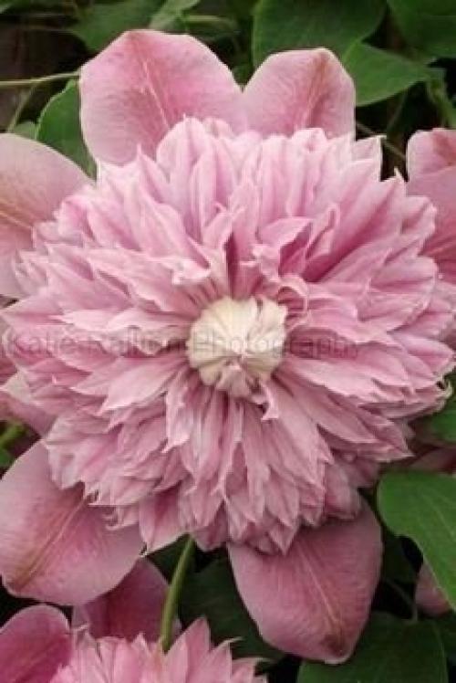 Выращивание клематисов: мифы и реальность. 02 Выращивание клематисов: мифы и реальность. 02