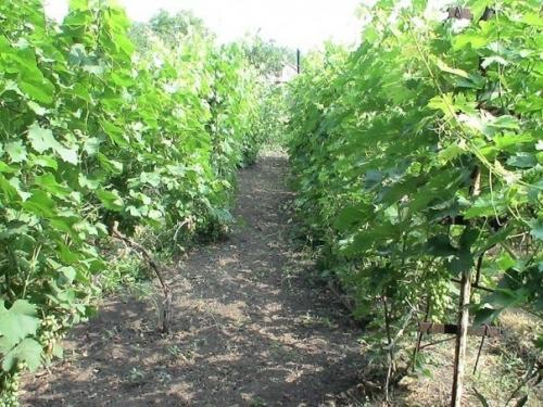 О винограде и про виноград. 01