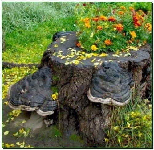 Рутарий с саду. 01 Рутарий с саду. 01