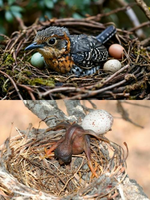 Кукушка - одна из самых загадочных и 