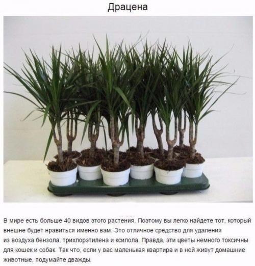 9 комнатных растений, которые отлично чистят воздух! 05