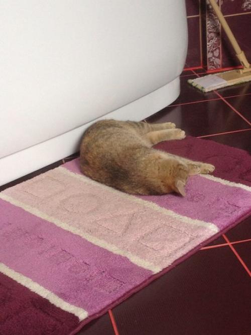 Сами с усами называется. 08