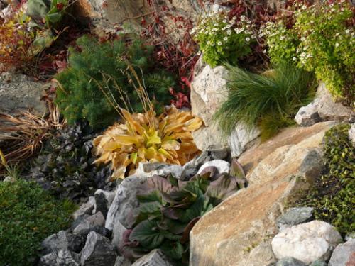 Клумбы с астрами и петуниями надоели? 01