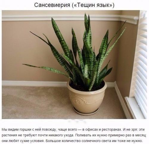 9 комнатных растений, которые отлично чистят воздух! 06