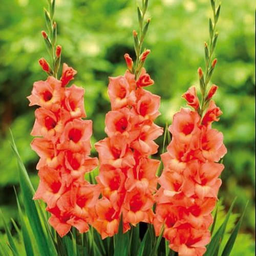 Гладиолусы.  Когда и как сажать. 02 Гладиолусы.  Когда и как сажать. 02