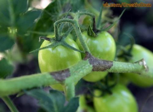 Планы дачника на август. 03