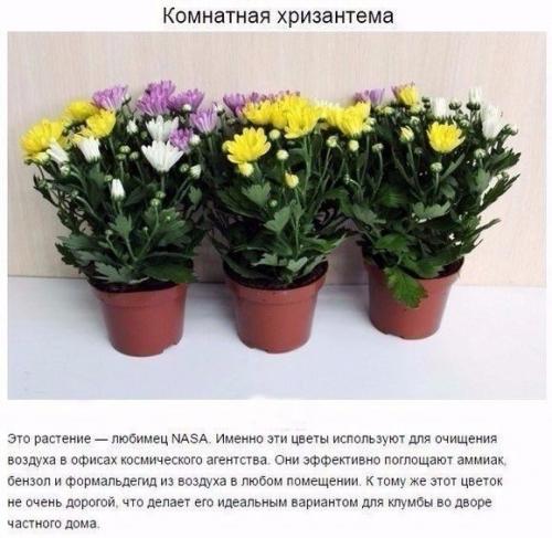 9 комнатных растений, которые отлично чистят воздух! 03