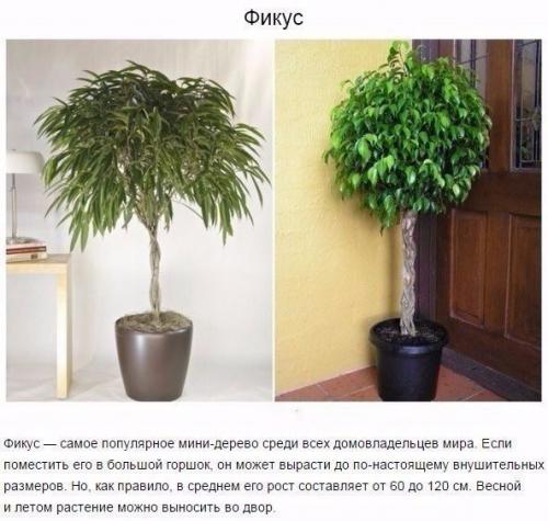 9 комнатных растений, которые отлично чистят воздух! 07