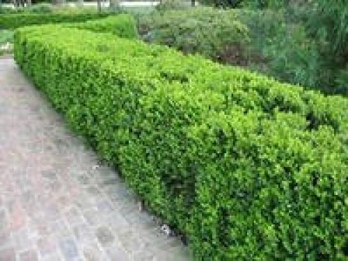 12 советов по выбору растений для живой изгороди. 04 12 советов по выбору растений для живой изгороди. 04