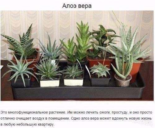 9 комнатных растений, которые отлично чистят воздух! 01