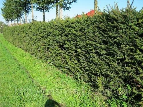 12 советов по выбору растений для живой изгороди. 02 12 советов по выбору растений для живой изгороди. 02