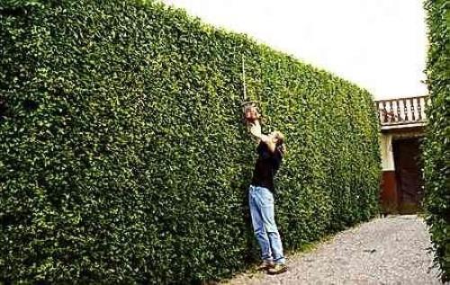 12 советов по выбору растений для живой изгороди. 03 12 советов по выбору растений для живой изгороди. 03