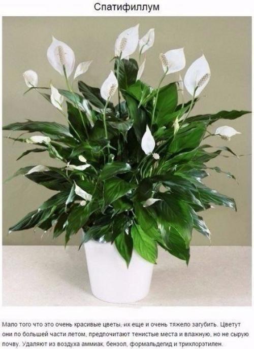 9 комнатных растений, которые отлично чистят воздух! 08