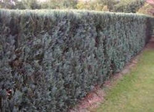 12 советов по выбору растений для живой изгороди. 01 12 советов по выбору растений для живой изгороди. 01