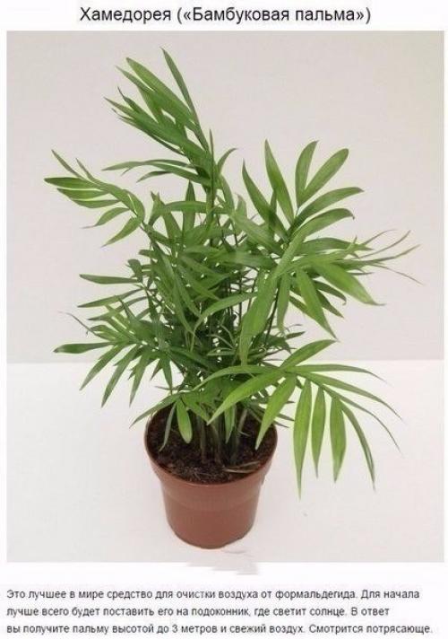 9 комнатных растений, которые отлично чистят воздух! 04