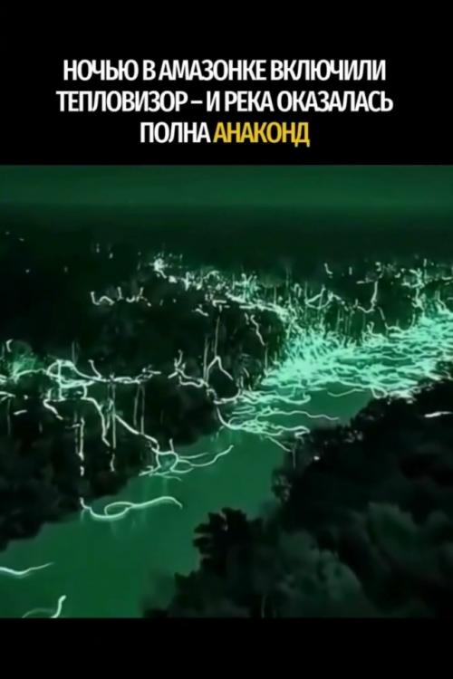 Ночь в Амазонке: что скрывает тьма? 

